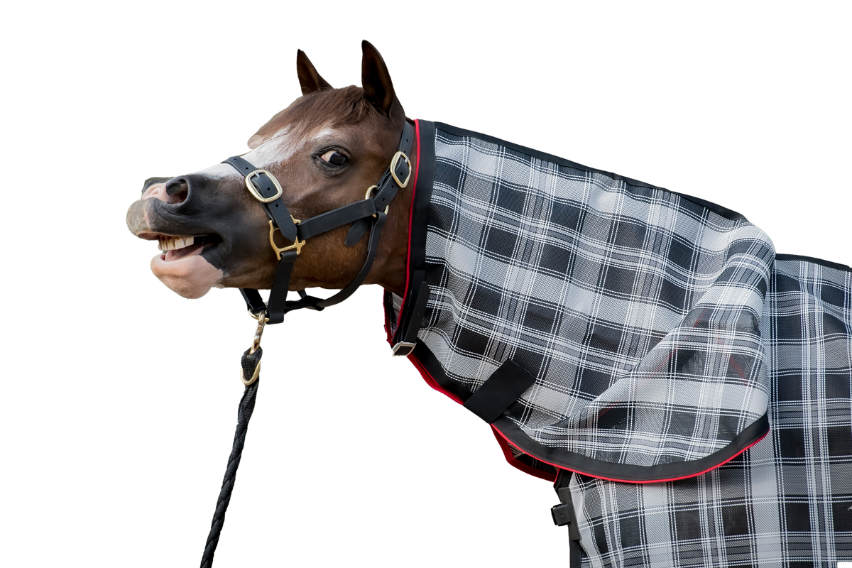 "Targeting Horse Houdini's"