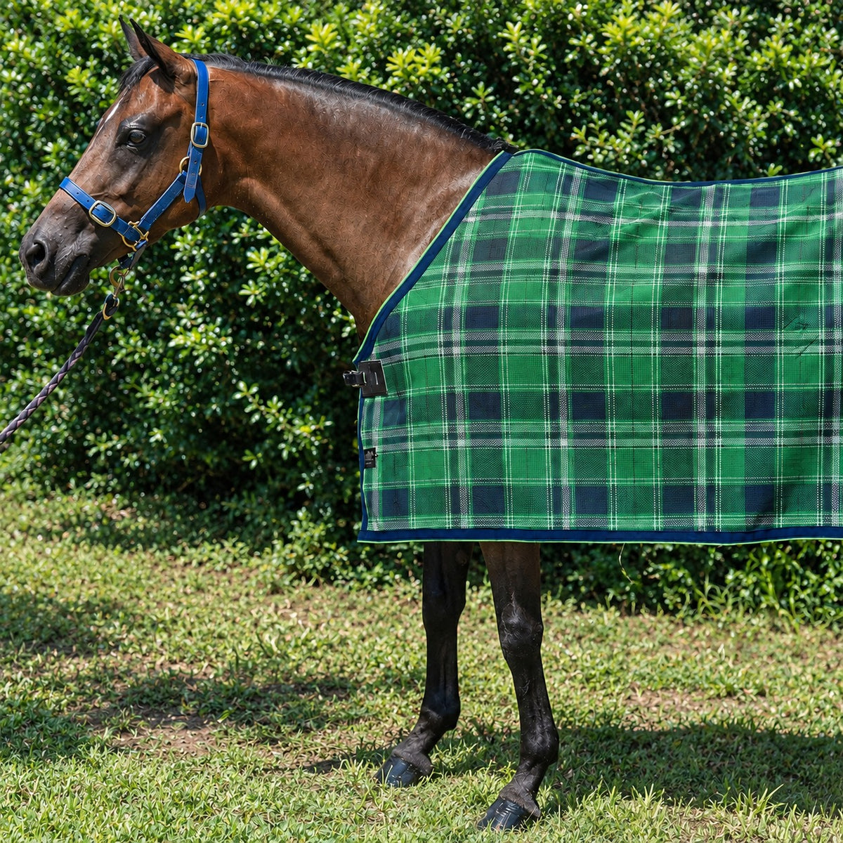 Evergreen Summer Weave rug only on a bay horse