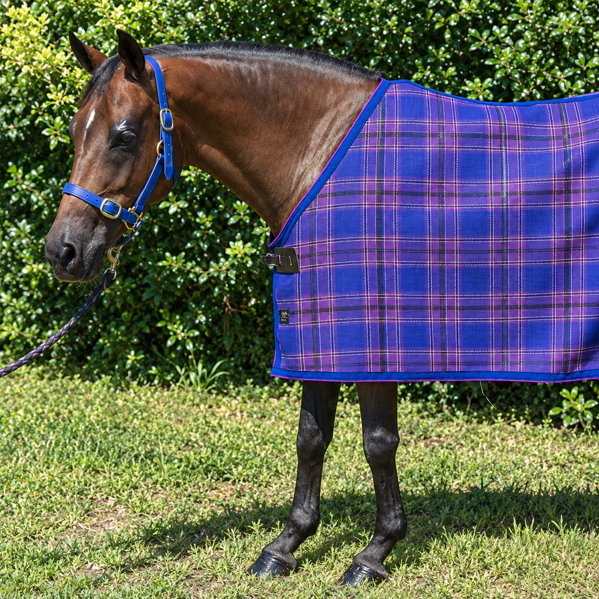 Regal Summer Weave rug only on a bay horse