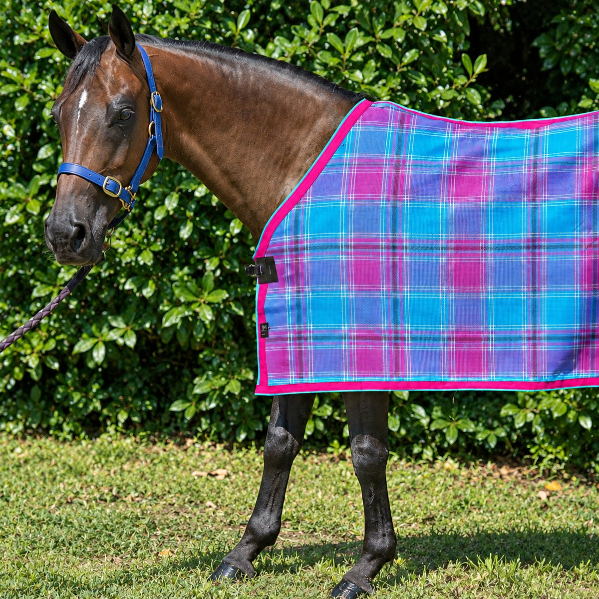 Bubble Gum Summer Weave rug only on a bay horse