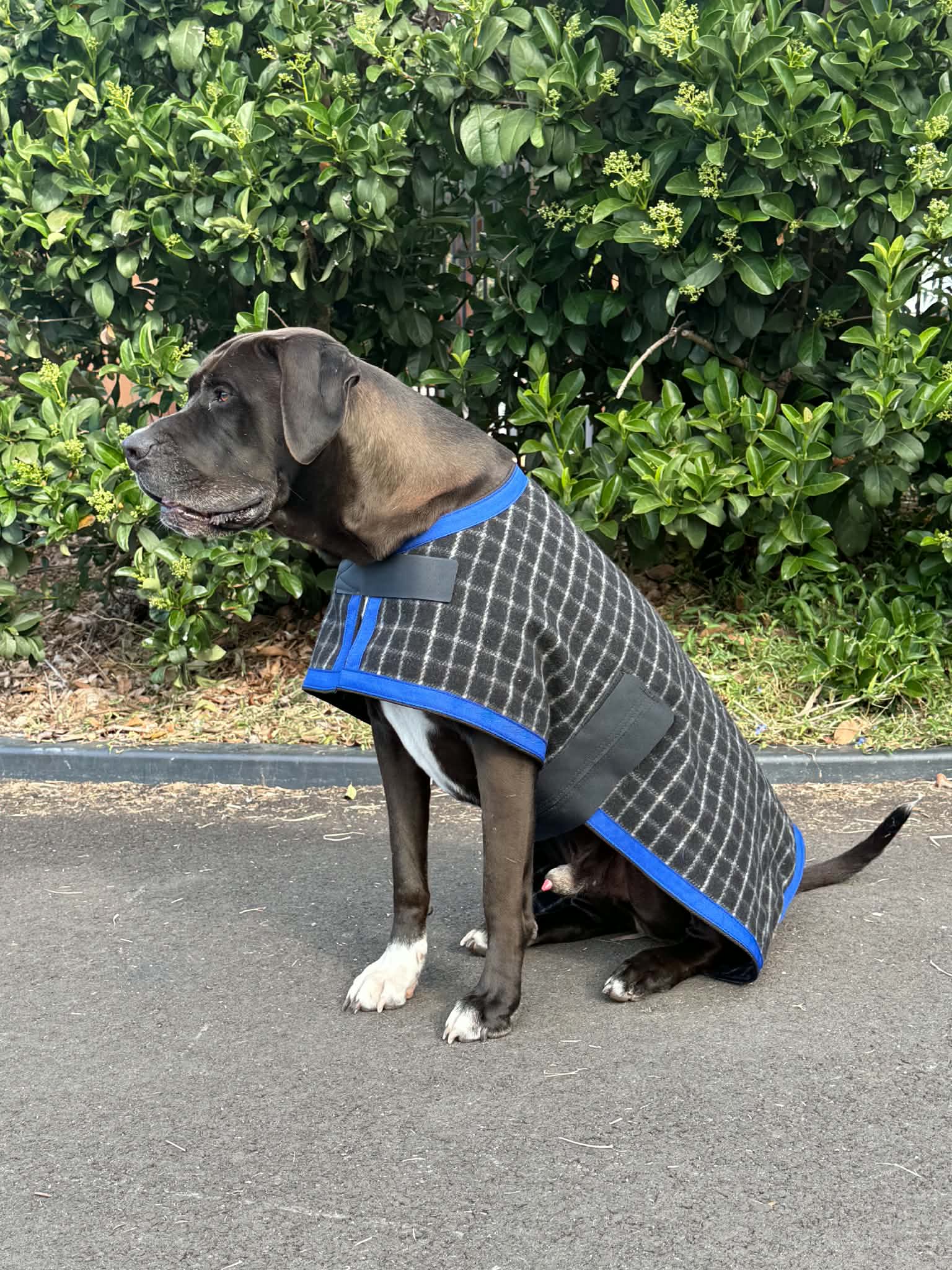 Dog Rug - Custom Made Kersey Wool