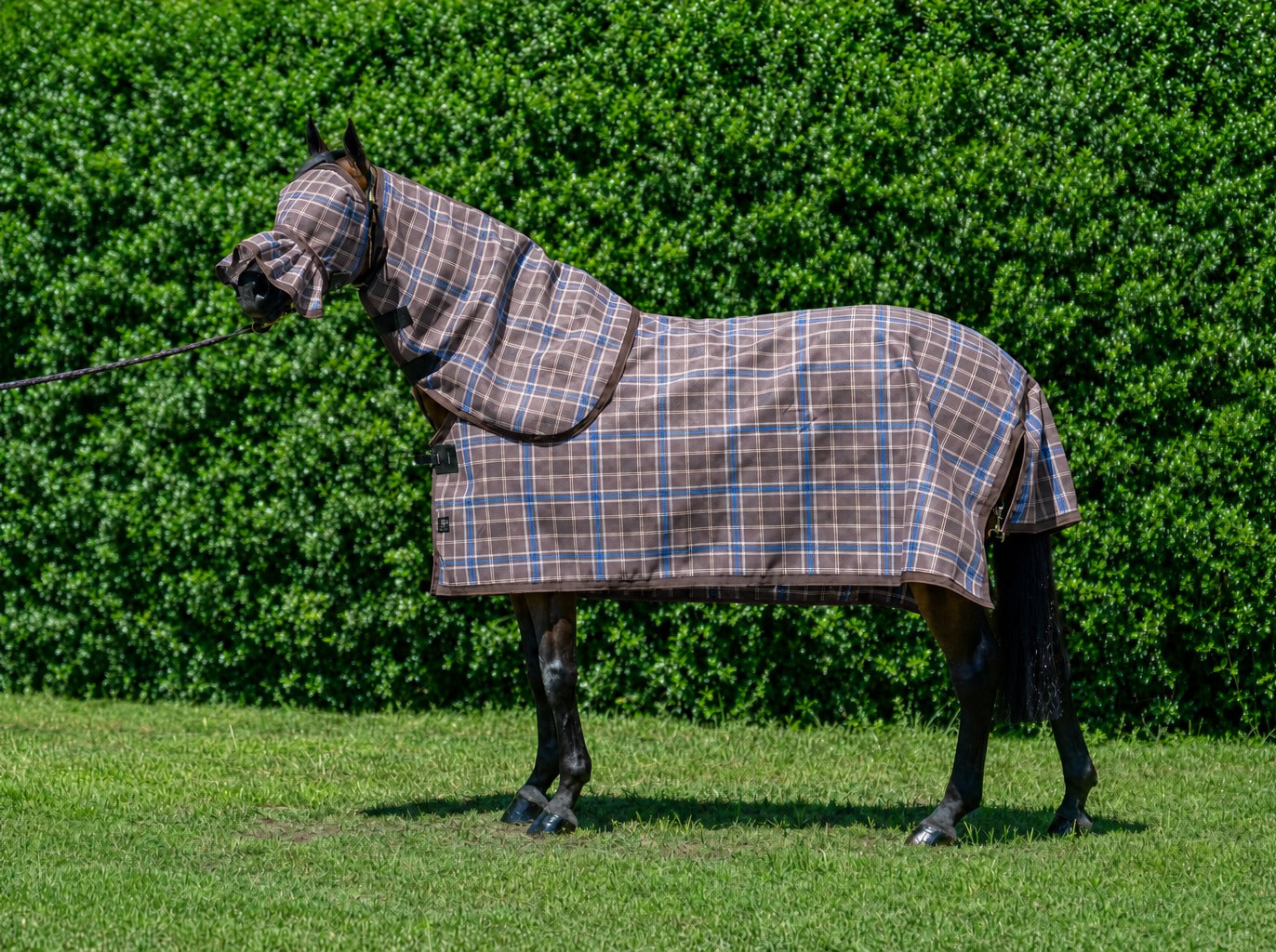 Ice Coffee Summer Weave mesh combo with fly mask on a bay horse