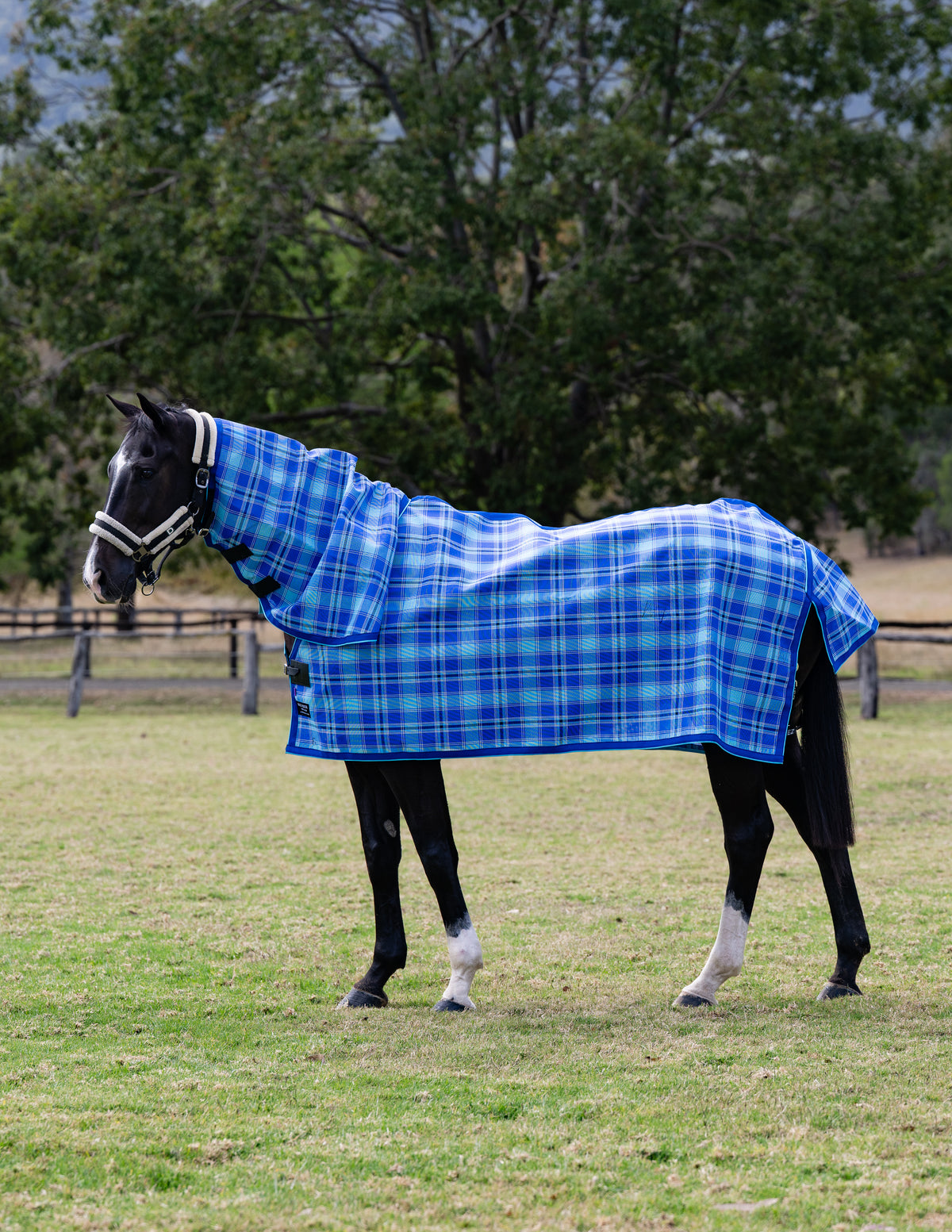 Ocean Ultra Mesh Summer Weave neck rug, full-length portrait view of a black horse