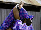 Regal Ultra Mesh Fly Mask with pleated nose attachment, side close-up in landscape framing