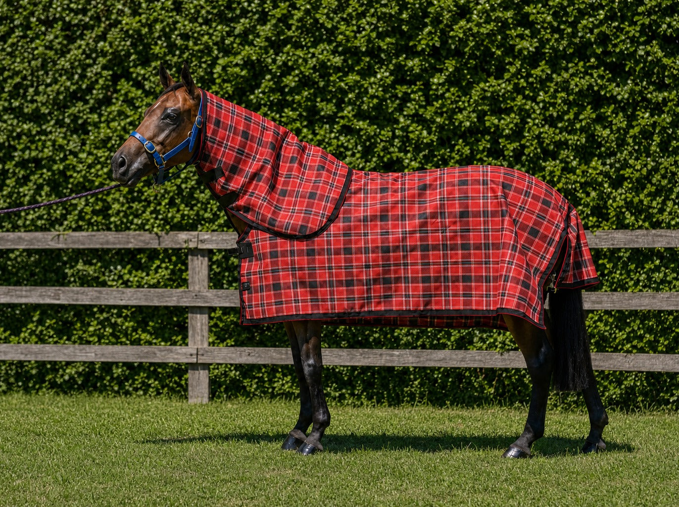 Scarlet Summer Weave mesh neck combo on a bay horse