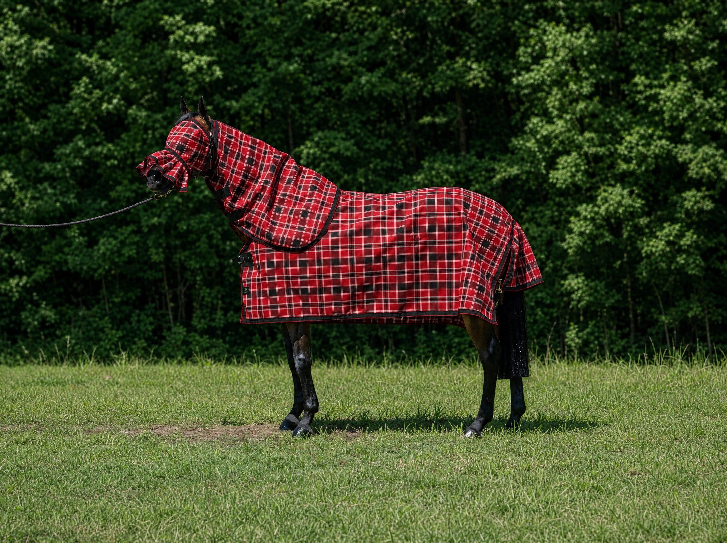 Scarlet Summer Weave mesh combo with fly mask on a bay horse