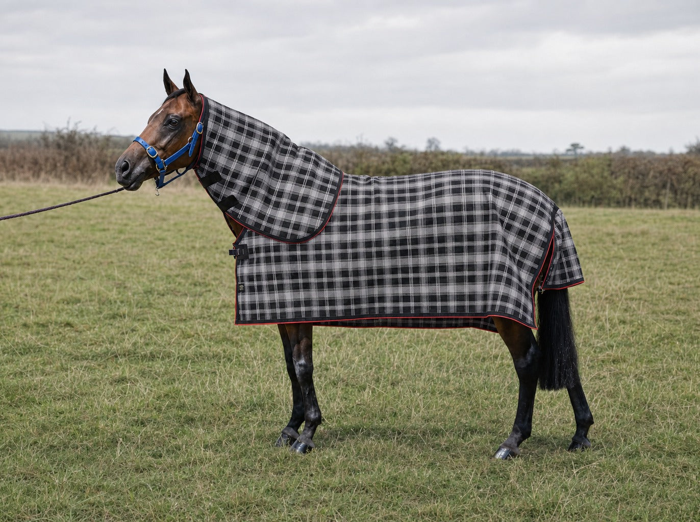 Storm Summer Weave mesh neck combo on a bay horse