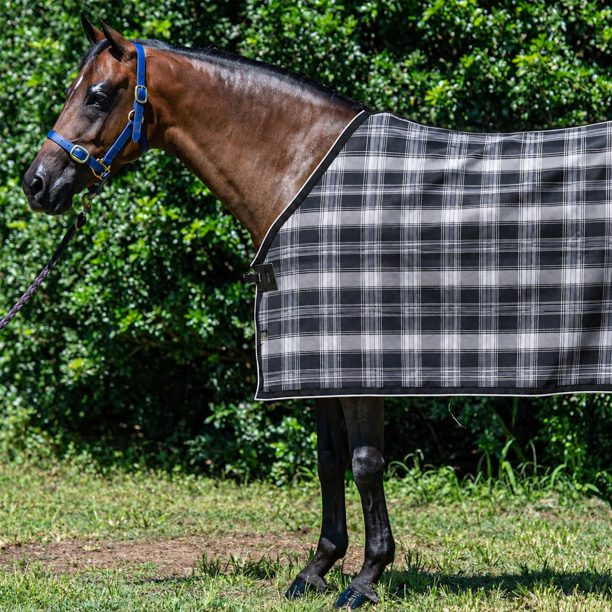 Storm Ultra Mesh Summer Weave rug only on a bay horse